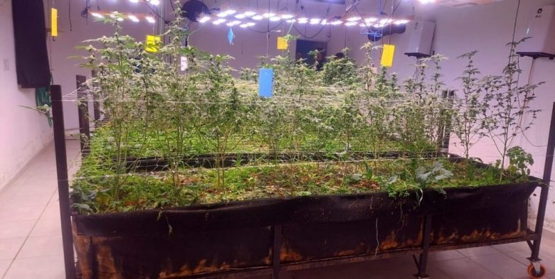 “Me excedí en las cantidades”: qué dijeron los detenidos por el caso Cannabrigo