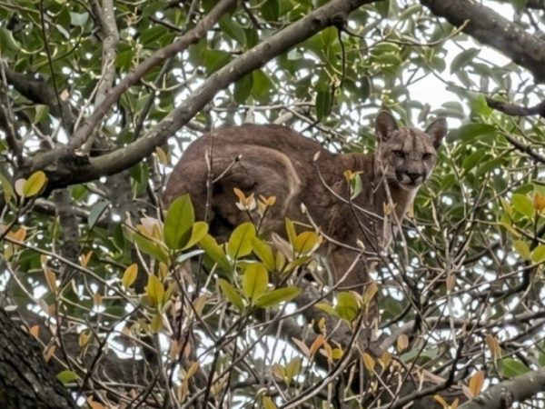 Operativo de rescate en María Luisa tras la aparición de un puma en la zona rural