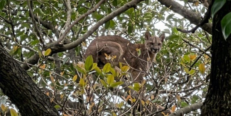 Operativo de rescate en María Luisa tras la aparición de un puma en la zona rural