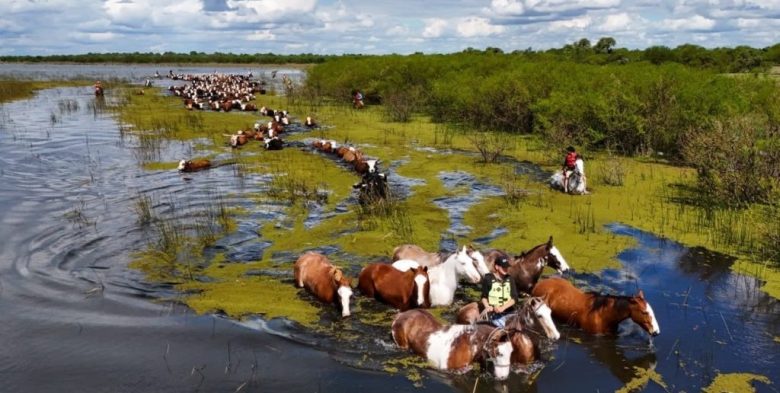 Inundaciones: ya se evacuaron más de 147.000 cabezas de ganado en cinco provincias