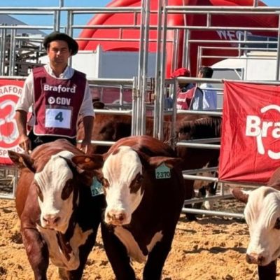 Fuerte suba de la genética bovina: los reproductores aumentaron 61% interanual y superan los 3 millones por toro