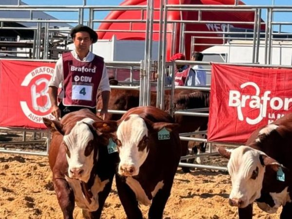 Fuerte suba de la genética bovina: los reproductores aumentaron 61% interanual y superan los 3 millones por toro