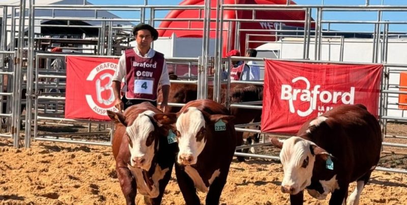 Fuerte suba de la genética bovina: los reproductores aumentaron 61% interanual y superan los 3 millones por toro