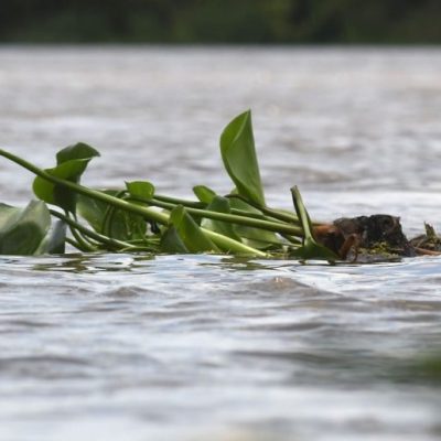 Creció el río Paraná en Santa Fe: cuáles son las zonas costeras en alerta por la llegada de El Niño