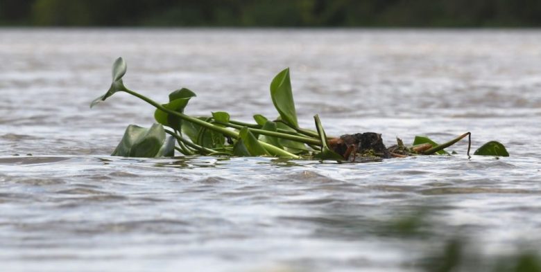 Creció el río Paraná en Santa Fe: cuáles son las zonas costeras en alerta por la llegada de El Niño