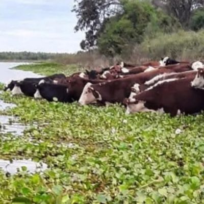 Evacuaron más del 70% del ganado en riesgo por el fenómeno de El Niño en Santa Fe