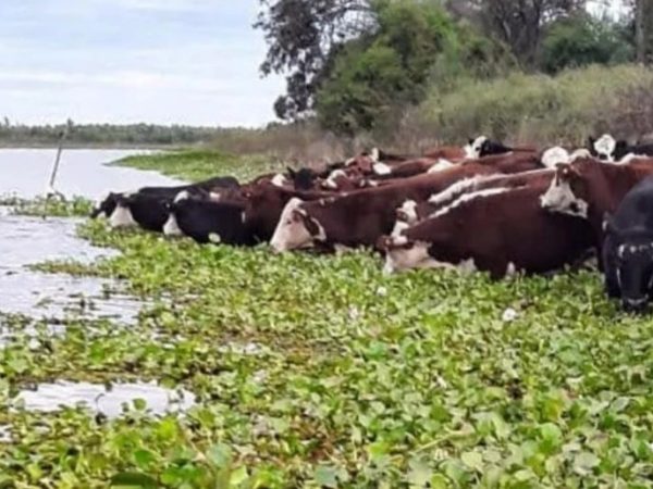 Crecida del Paraná en Santa Fe: evacuaron más del 70% del ganado en riesgo por el fenómeno de El Niño