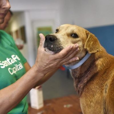 Sanidad animal en Santa Fe: dónde atiende el Imusa y qué servicios ofrece esta semana