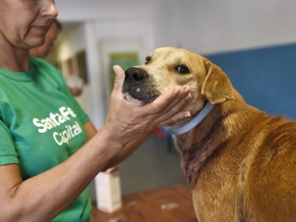 Sanidad animal en Santa Fe: dónde atiende el Imusa y qué servicios ofrece esta semana