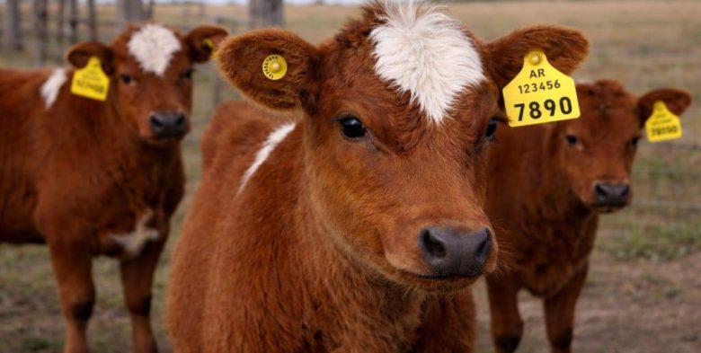 Cría bovina: INTA y CABIA destacan el impacto de la genómica y la IATF para mejorar los índices de preñez