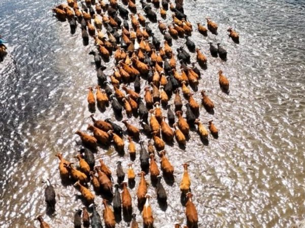 Inundaciones por El Niño: facilitan trámites para evacuar hacienda en Santa Fe y otras cuatro provincias