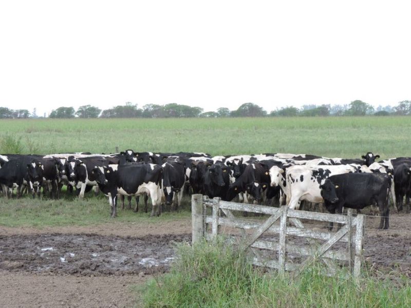 Desarrollo Económico recorrió tambos entrerrianos en el marco del programa de Buenas Prácticas Lecheras