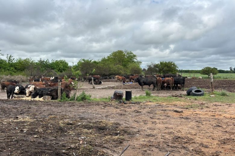 Operativo: detectan faena clandestina, decomisan 270 kilos de carne y hallan irregularidades en ganado