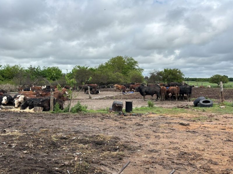 Operativo: detectan faena clandestina, decomisan 270 kilos de carne y hallan irregularidades en ganado