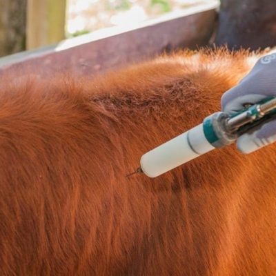 SENASA refuerza los controles de hacienda y exige nuevos requisitos para frenar la garrapata