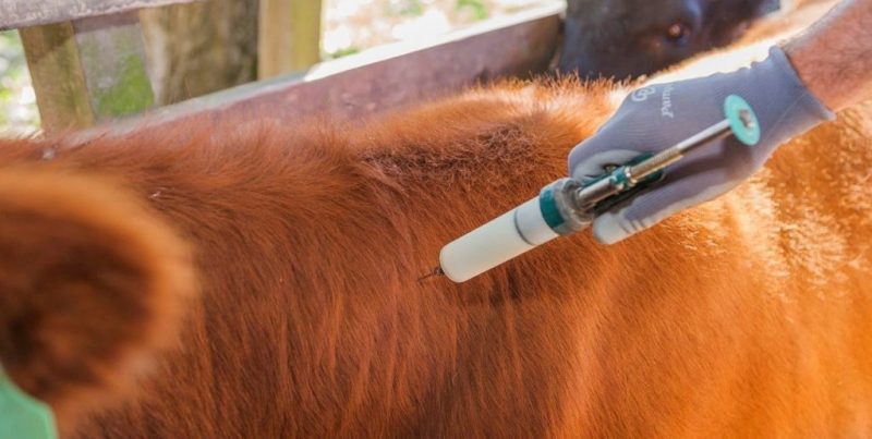SENASA refuerza los controles de hacienda y exige nuevos requisitos para frenar la garrapata