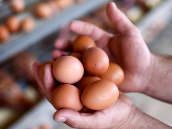 Consumo récord: Argentina se ubica como el mayor consumidor de huevos del mundo