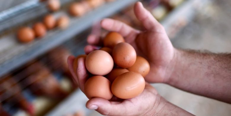Consumo récord: Argentina se ubica como el mayor consumidor de huevos del mundo