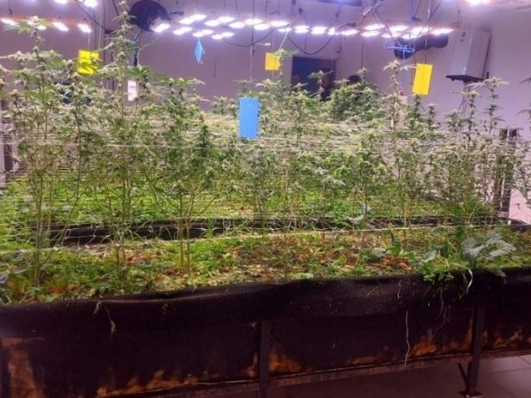 Operativo antidrogas en Malabrigo: detuvieron a un hombre y una mujer con más de tres kilos de marihuana
