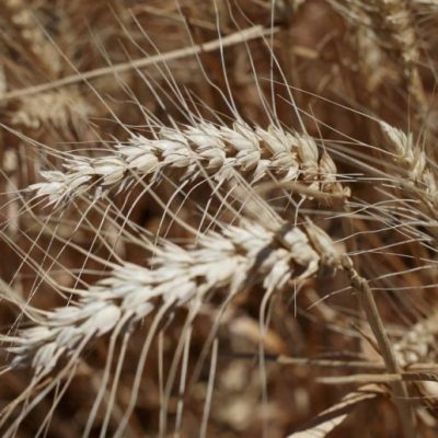 Lluvias de hasta 100 mm en la región de la Bolsa de Comercio de Rosario mejoran el rendimiento del trigo
