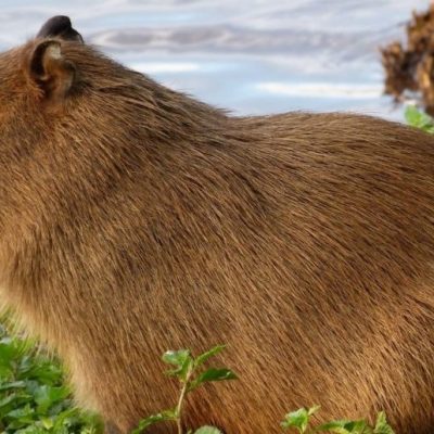 Buscan una imputación más grave para el vecino de Nordelta que disparó contra un carpincho