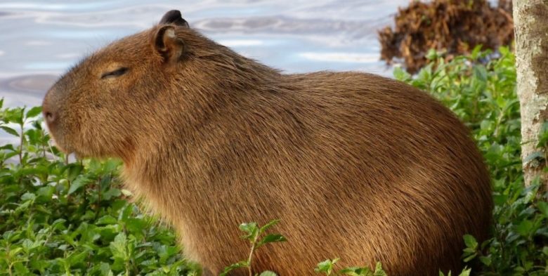 Buscan una imputación más grave para el vecino de Nordelta que disparó contra un carpincho