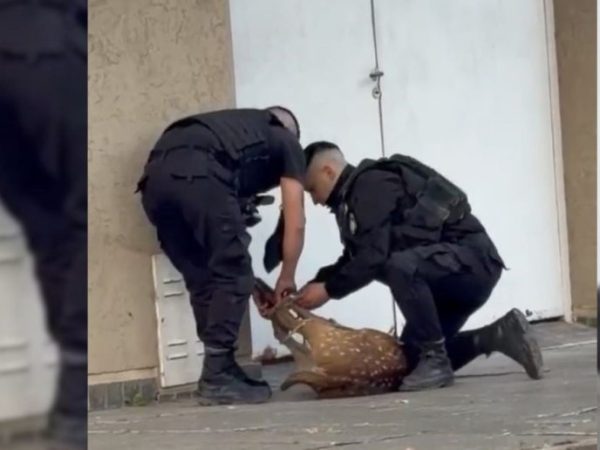 Rescatan a un ciervo axis que deambulaba perdido por las calles de la ciudad de Santa Fe