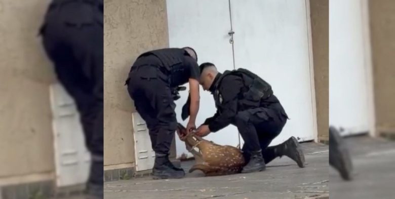 Rescatan a un ciervo axis que deambulaba perdido por las calles de la ciudad de Santa Fe