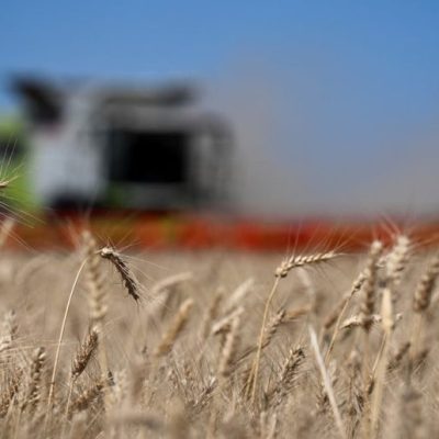 Trigo en la región núcleo: proyectan buenos rindes, pero alertan por heladas de octubre y clima adverso