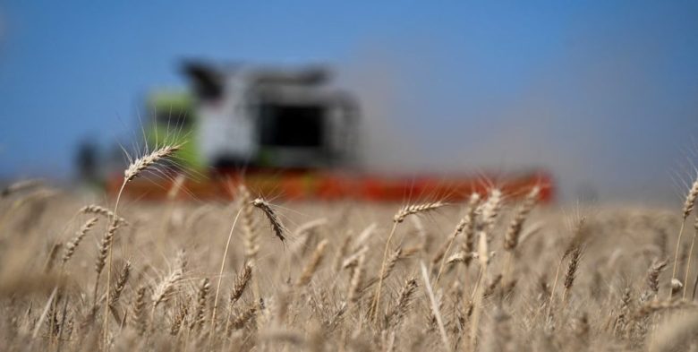 Trigo en la región núcleo: proyectan buenos rindes, pero alertan por heladas de octubre y clima adverso
