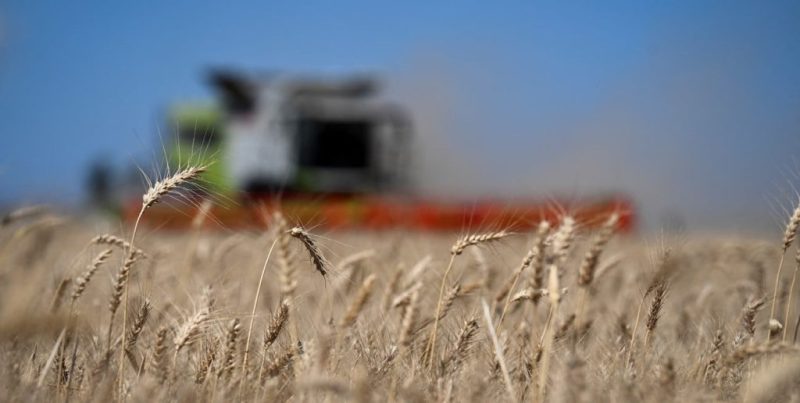 Trigo en la región núcleo: proyectan buenos rindes, pero alertan por heladas de octubre y clima adverso