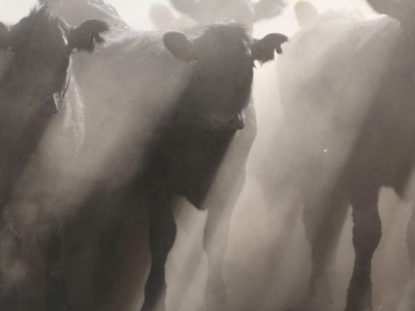 Prorrogan hasta el 30 de octubre la actualización de datos en el Renspa para productores agropecuarios