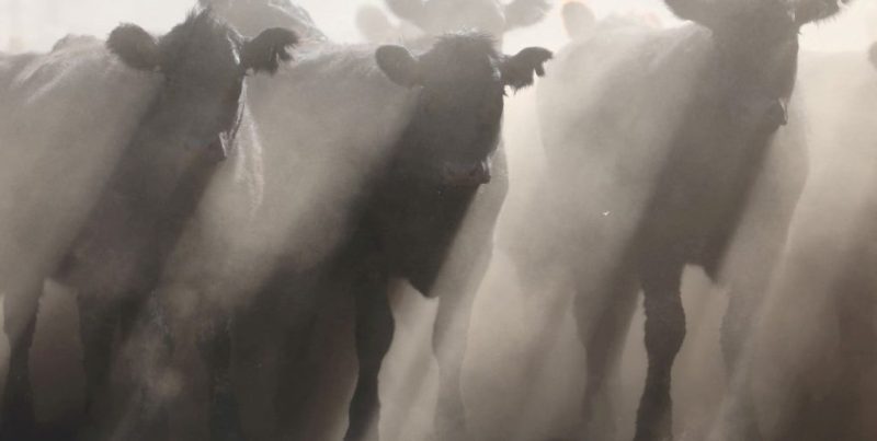 Prorrogan hasta el 30 de octubre la actualización de datos en el Renspa para productores agropecuarios