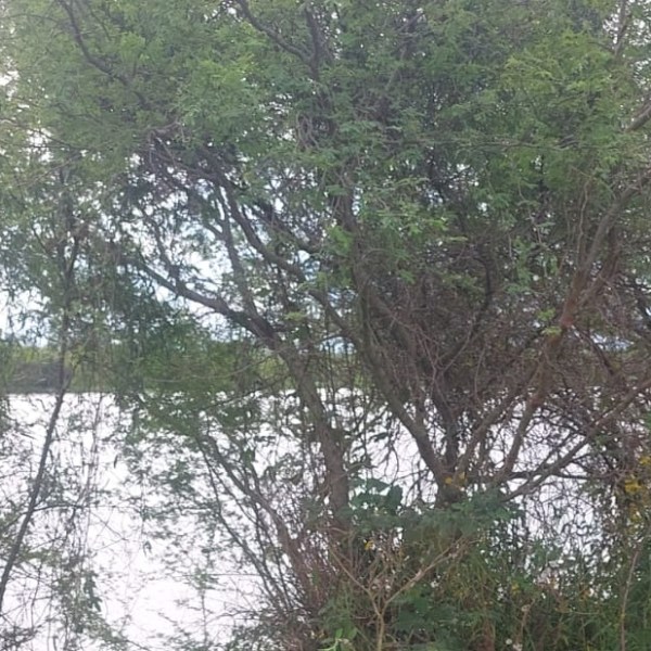 Villa Ocampo: un hombre de 70 años murió ahogado mientras arriaba animales por la creciente