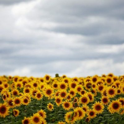 El aumento del precio del girasol mejora la ecuación económica y la siembra cubre el 36% del área