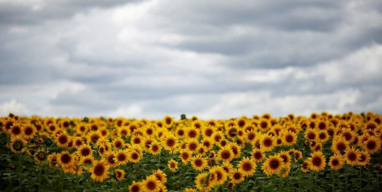 El aumento del precio del girasol mejora la ecuación económica y la siembra cubre el 36% del área