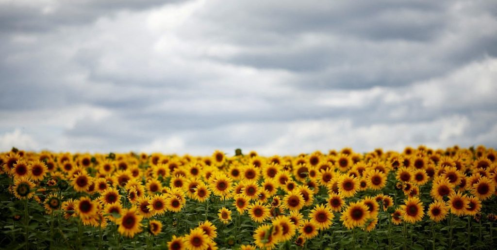 El aumento del precio del girasol mejora la ecuación económica y la siembra cubre el 36% del área