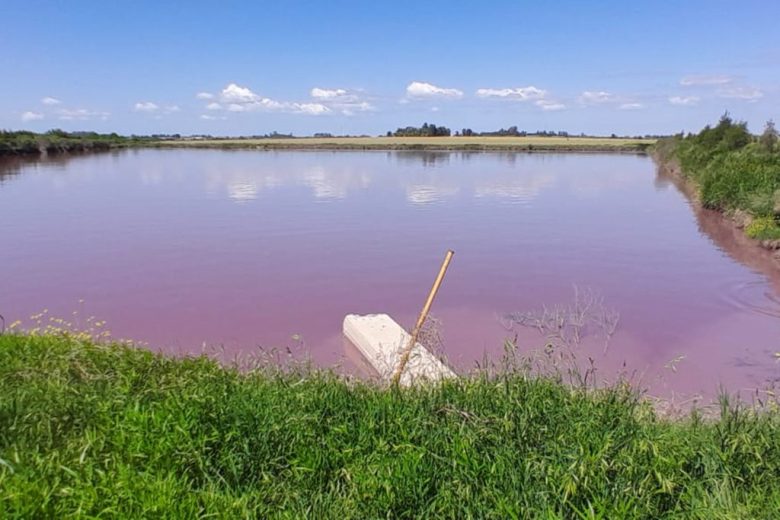 Ambiente de Entre Ríos evalúa la coloración inusual en el arroyo Espinillo y refuerza el monitoreo de la cuenca