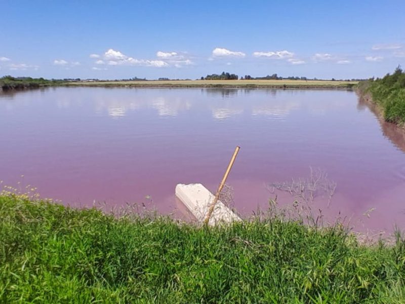 Ambiente de Entre Ríos evalúa la coloración inusual en el arroyo Espinillo y refuerza el monitoreo de la cuenca