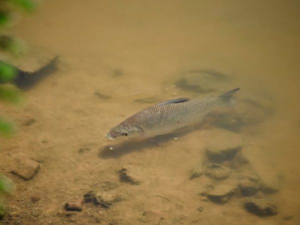 Crecida del río Paraná en Santa Fe: por qué es clave para el ecosistema y la pesca regional según los especialistas