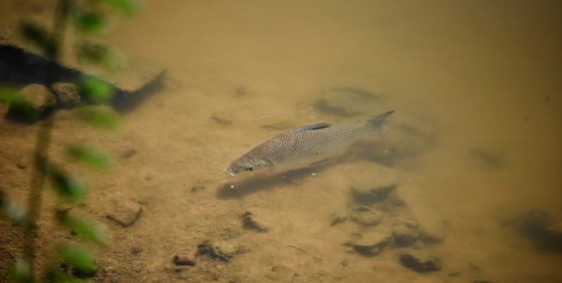 Crecida del río Paraná en Santa Fe: por qué es clave para el ecosistema y la pesca regional según los especialistas