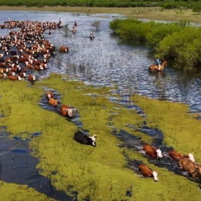 Ganadería de la costa santafesina: prevén trasladar 100.000 cabezas en Garay por la crecida del Paraná
