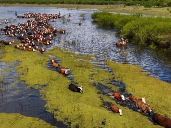 Ganadería de la costa santafesina: prevén trasladar 100.000 cabezas en Garay por la crecida del Paraná