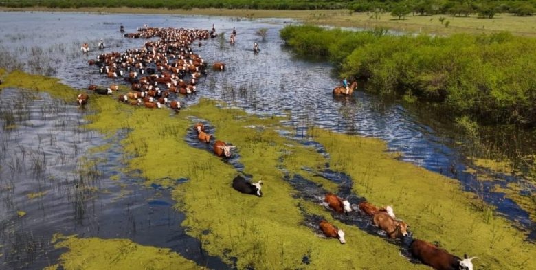 Ganadería de la costa santafesina: prevén trasladar 100.000 cabezas en Garay por la crecida del Paraná