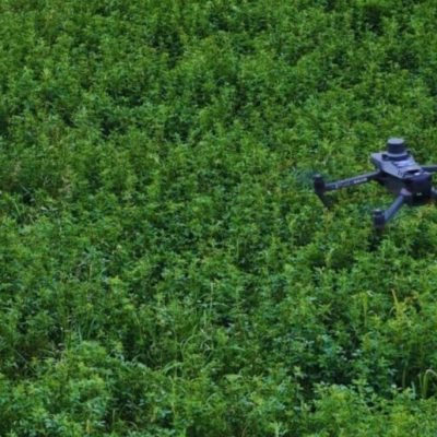 Tecnología de precisión: drones y algoritmos para medir la cobertura de alfalfa