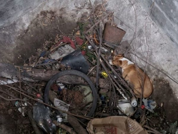 Venado Tuerto: rescatan sana y salva una perra que había caído en un pozo de cuatro metros
