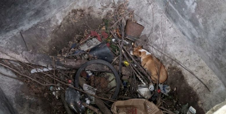 Venado Tuerto: rescatan sana y salva una perra que había caído en un pozo de cuatro metros
