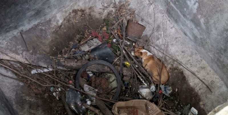 Venado Tuerto: rescatan sana y salva una perra que había caído en un pozo de cuatro metros