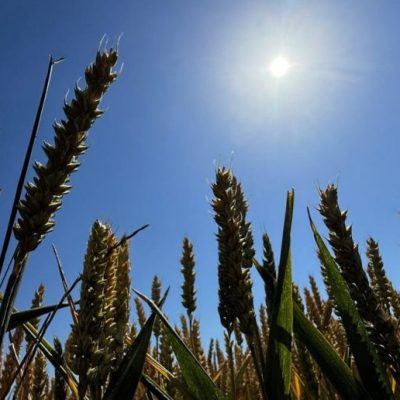 Lluvias alivian al trigo y reactivan la siembra de maíz en la región núcleo