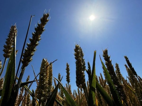 Lluvias alivian al trigo y reactivan la siembra de maíz en la región núcleo